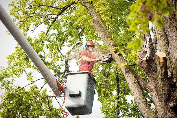 Best Commercial Tree Services  in Indian Hills, KY